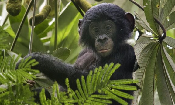 Bonobo Expeditie In Congo