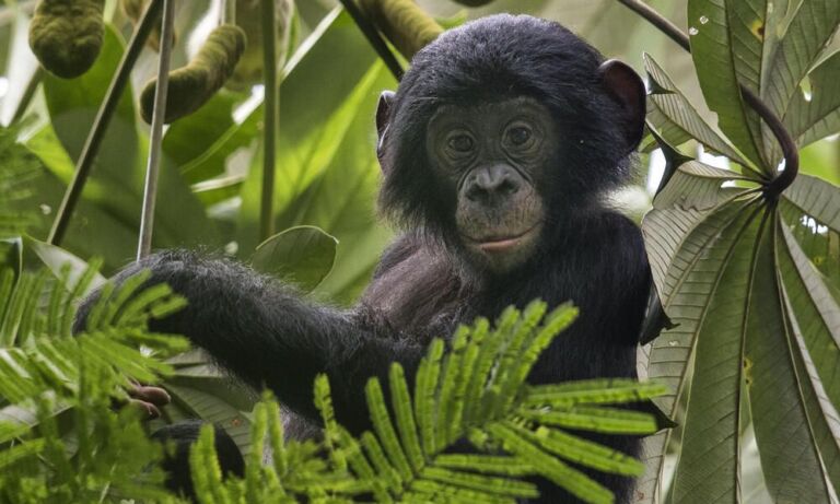 A young bonobo peers out from lush foliage, its dark fur contrasting with the vibrant greens and leafy backdrop of its jungle home.