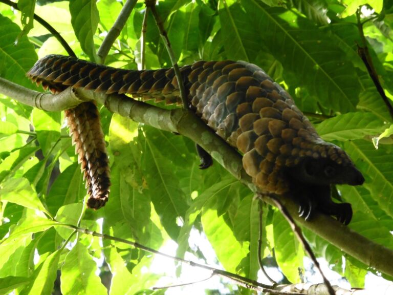 Bangui Tot Kinshasa Met De Boot: Het Ultieme Avontuur A pangolin, covered in scales, is seen hanging from a tree branch amidst lush green leaves.